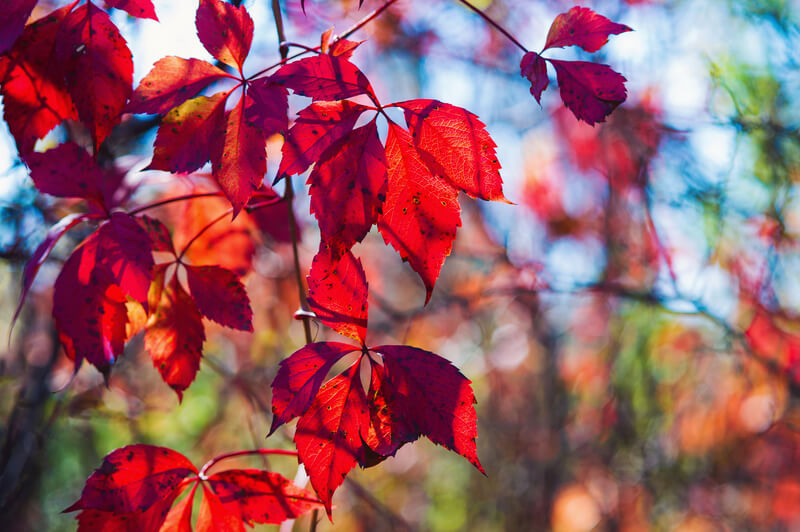 Virginia creeper flowers