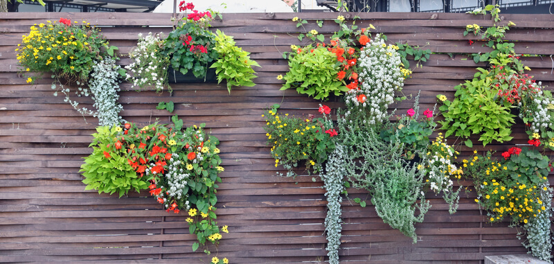 plants hanging of wooden fence