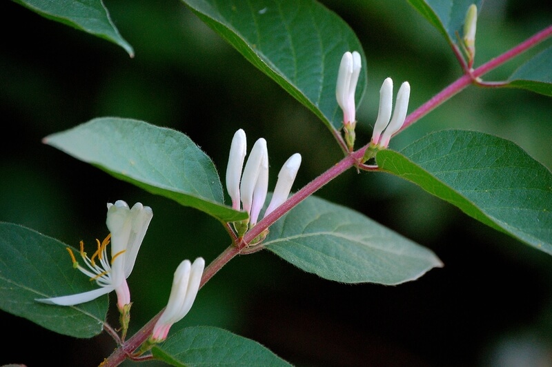 white honeysuckle